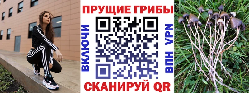 Купить закладки  Приволжск  Галлюциногенные грибы Psilocybe 